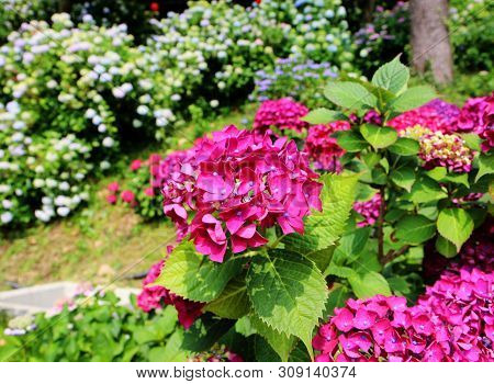 Hydrangea Suguk Festival In Taejongsa Buddhist Temple, Taejongdae, Busan, South Korea, Asia
