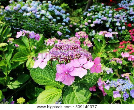 Hydrangea Suguk Festival In Taejongsa Buddhist Temple, Taejongdae, Busan, South Korea, Asia