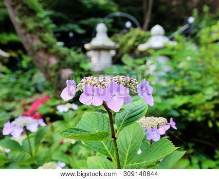 Hydrangea Suguk Festival In Taejongsa Buddhist Temple, Taejongdae, Busan, South Korea, Asia