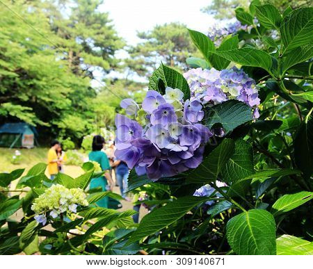 Hydrangea Suguk Festival In Taejongsa Buddhist Temple, Taejongdae, Busan, South Korea, Asia