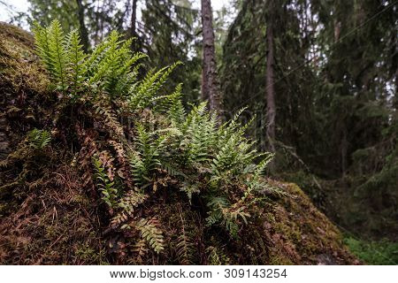 A Young, Fresh Fern (polypodiophyta) Grows On A Hill In A Pine Forest. Close-up.