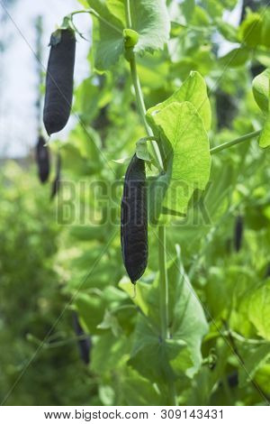 Ripe English Garden Peas Plant, Pea Pod Blauwschokkers, Close Up
