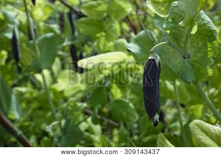 Ripe English Garden Peas Plant, Pea Pod Blauwschokkers, Close Up