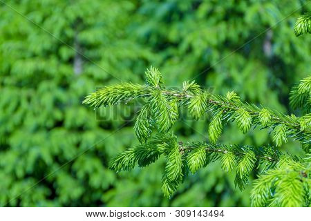 Background With High Quality Christmas Trees, Young Green Nordmann Fir