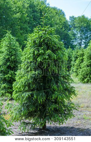 Plantation In Europe Of High Quality Christmas Trees