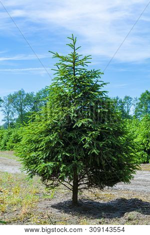 Plantation In Europe Of High Quality Christmas Trees