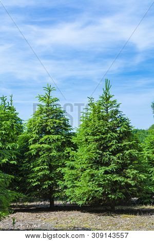 Plantation In Europe Of High Quality Christmas Trees