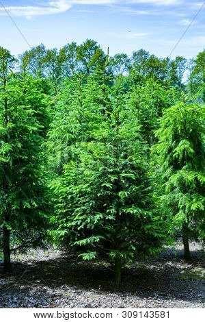 Plantation In Europe Of High Quality Christmas Trees