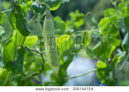 English Garden Peas Plants, Ripe Yellow Pod With Shine Through Peas Close Up