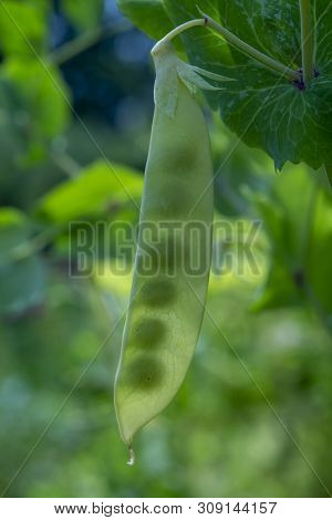 English Garden Peas Plants, Ripe Yellow Pod With Shine Through Peas Close Up
