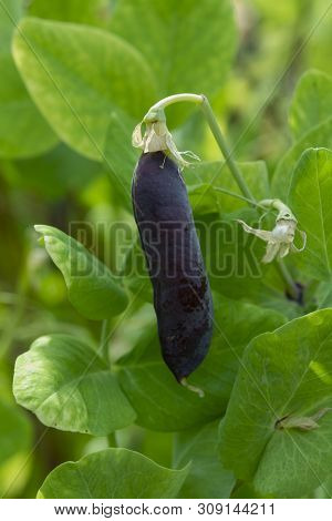 Ripe English Garden Peas Plant, Pea Pod Blauwschokkers, Close Up