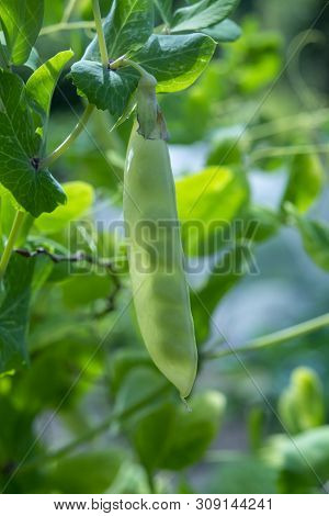English Garden Peas Plants, Ripe Yellow Pod With Shine Through Peas Close Up