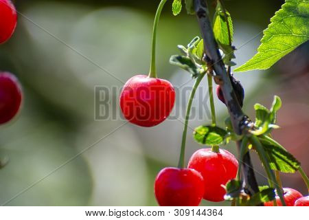 New Harvest Of Prunus Cerasus Sour Cherry, Tart Cherry, Or Dwarf Cherry In Sunny Garden