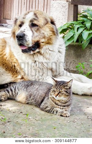 Tabby Cat And Alabai Dog (central Asian Shepherd) Laying On Ground In Courtyard