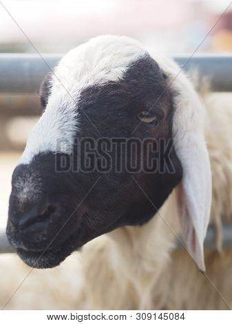 Sheep In Farm Animals Closeup Face Fleece