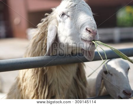 Sheep In Farm Animals Closeup Face Fleece