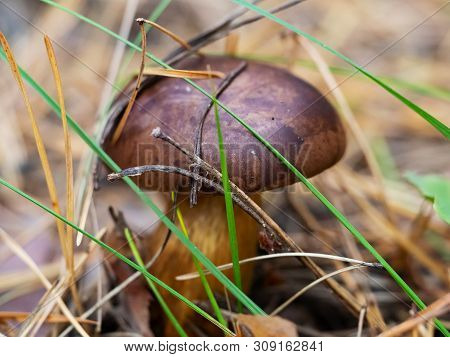 Macro Of Polish Mushroom (polonica Boletus) In The Pine Forest