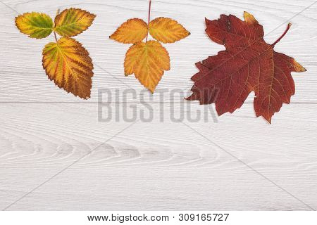 Dry Yellow And Brown Leaves On Wooden Background. An Autumn Still Llife. Top View With Copy Space.