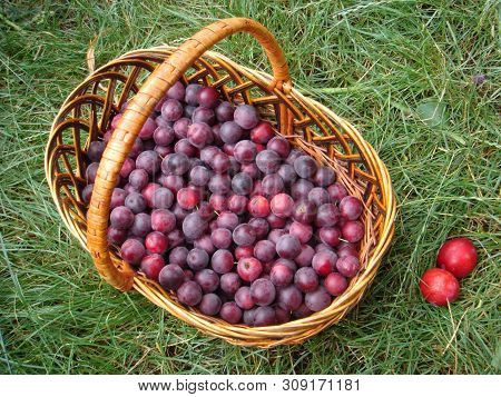Closeup Picture Of Handbasket Full Of Fresh Juicy Riped Blue Plums From Organic Farming Just Harvest