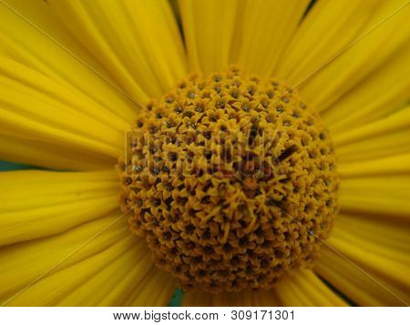 Macro Shot Maxican Sunflower, Yellow Flower Background