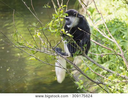 Young Baby Mantled Guereza Monkey Also Named Colobus Guereza Eating Tree Leaves, Climbing Tree Branc