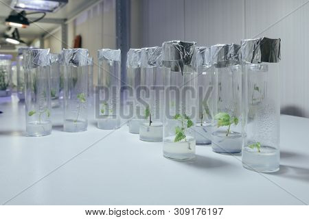 Cloned Decorative Micro Plants In Test Tubes With Nutrient Medium. Micropropagation Technology In Vi