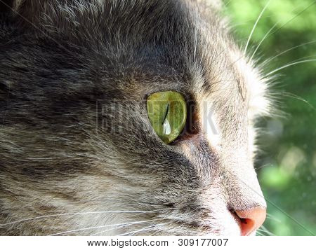 Closeup Of Beautiful Domestic Cat With Green Eyes.