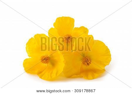 Yellow Horned Poppy Flowers Isolated On White Background