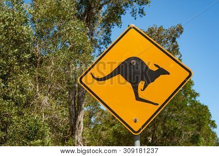 Animal Warning Sign Of Kangaroo In Queensland, Australia