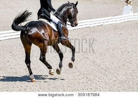 Dressage Horse And Rider In Black Uniform. Horizontal Banner For Website Header Design. Beautiful Ho