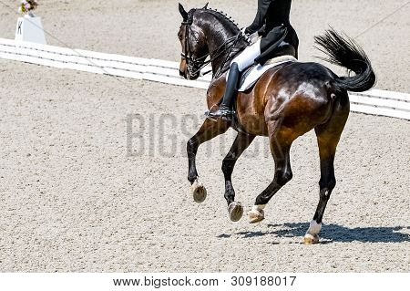 Dressage Horse And Rider In Black Uniform. Horizontal Banner For Website Header Design. Beautiful Ho