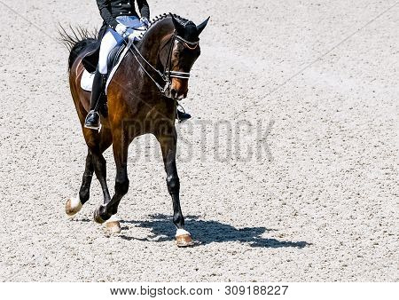 Dressage Horse And Rider In Black Uniform. Horizontal Banner For Website Header Design. Beautiful Ho