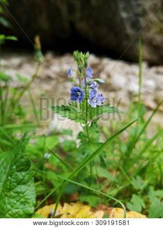Alpine Vegetation:  Veronica Chamaedrys L.   - Germander Speedwell  -   Flowers In The Mountains. Ot
