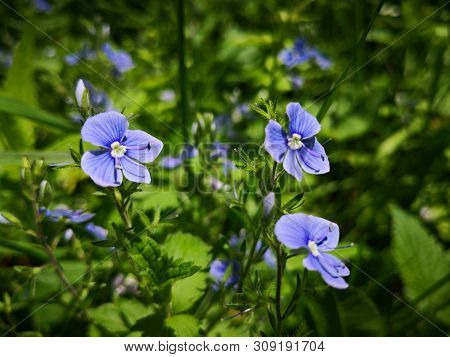 Alpine Vegetation:  Veronica Chamaedrys L.   - Germander Speedwell  -   Flowers In The Mountains. Ot