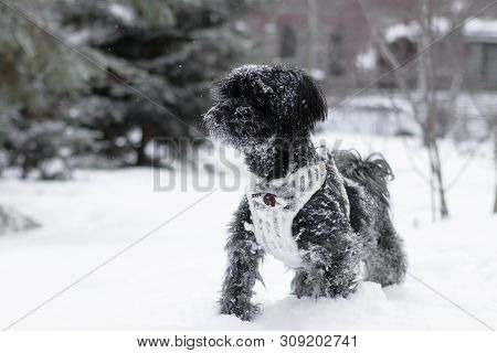 Portrait Of Black Russian Colored Lap Dog Phenotype On A Background Of Coniferous Forest With Castle