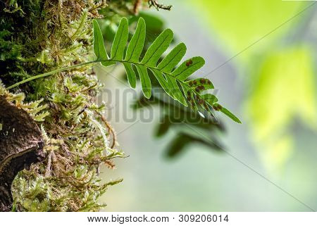 Common Polypody Fern Polypodium Vulgare Grows Among Thick Moss. Polypodium Vulgare, The Common Polyp