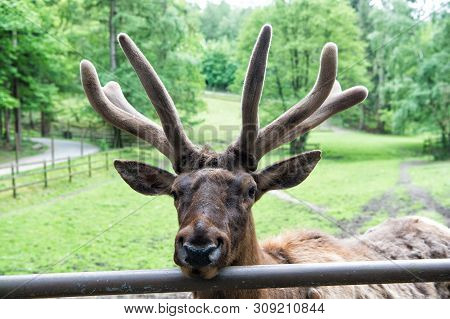 Keep The Beauty Alive. Reindeer Caribou. Reindeer Or Deer On Natural Landscape. Reindeer Species Wit
