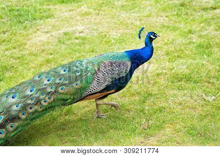 The Royal Beauty Of The Jungle. Peacock Bird. Peacock Or Male Peafowl With Extravagant Plumage. Beau