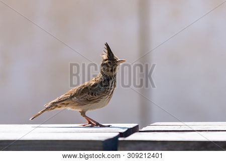 Crested Lark Or Galerida Cristata Bird. Nature Concept