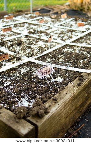 Square-Foot-Garten