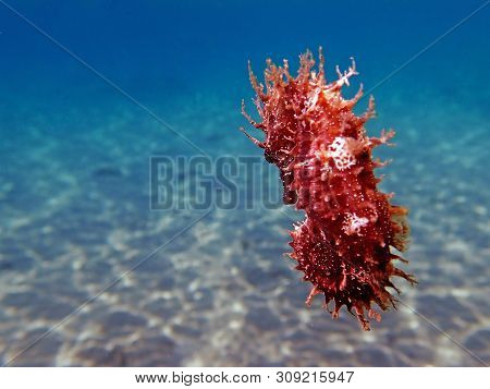 Underwater Shot Of Mediterranean Seahorse - Hippocampus Guttulatus