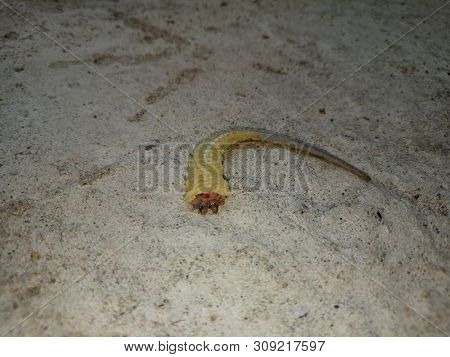 Lizard Tail Loss For Save Himself. Autotomy