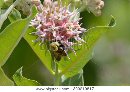 Pollination Of Bumblebee Collecting Nectar Of Showy Milkweed Plant Or Asclepias Speciosa Flower