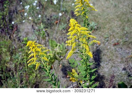 A European Paper Wasp (polistes Dominula) Alights Upon The Inflorescence Of Canada Goldenrod (solida