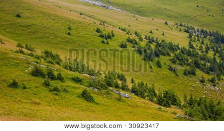 Borovice ve vysoké nadmořské výšce