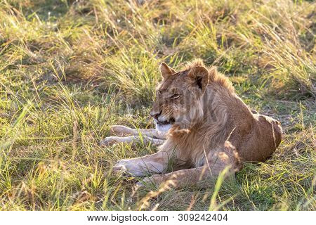 Juvenile male lion, in the long grass off the Masia Mara, in late afternoon sunshine.