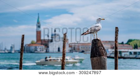 Scenic View Of Blurred Venice Panorama Of Venices Embankment With Seagull In Front. Most Popular Tou