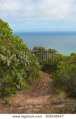 Hiking Trail Through Fynbos With Ocean View. Otter Trail Walk, Natures Valley Section Of Garden Rout