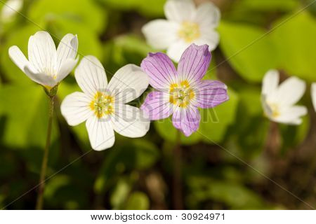 Oxalis Acetosella