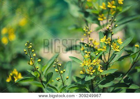 Yellow Sweet Clover Blooming On Tree In The Flower Garden.